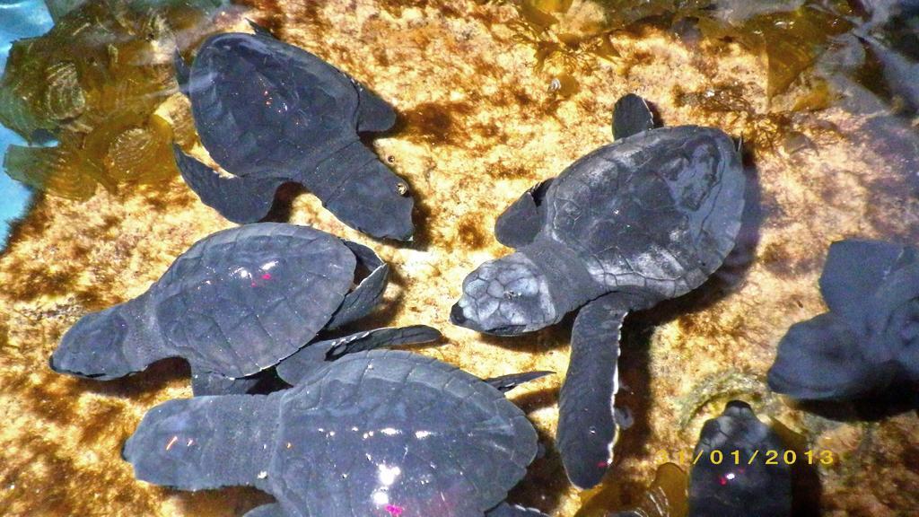 Secret Paradise Resort & Turtle Sanctuary Сан-Висенте Экстерьер фото